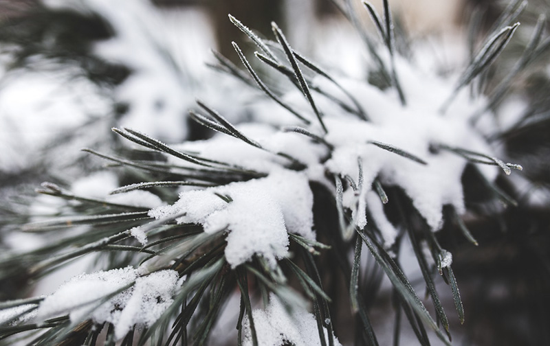 News Winter